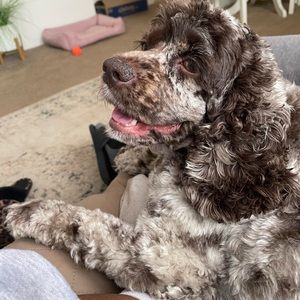 Meet your Posher, Dj